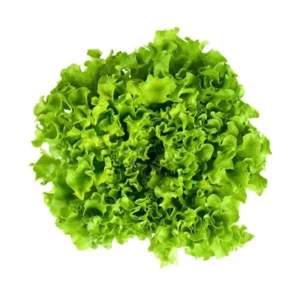 Lechuga Riza