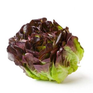 Lechuga hoja de roble